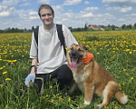 Собаки в Королеве: БИМ! Рыжий Карлсон в собачьем обличье! Мальчик, Бесплатно - фото 10