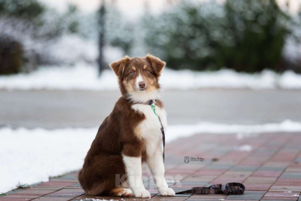 Собаки в Москве: австралийская овчарка аусси Девочка, 60 000 руб. - фото 4