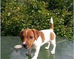 Собаки в Голицыно: Щенок Джек-рассел-террьер Девочка, 35 000 руб. - фото 1