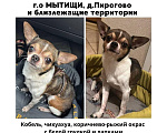 Собаки в других городах Московской области: Помогите найти Филю, умоляем! 🙏 Мальчик, 30 000 руб. - фото 2