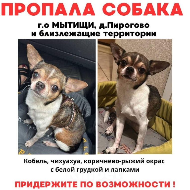 Собаки в других городах Московской области: Помогите найти Филю, умоляем! 🙏 Мальчик, 30 000 руб. - фото 2