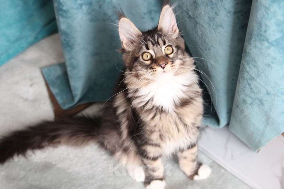 Кошки в Екатеринбурге: Роксет - котенок мейн-кун Девочка, 25 000 руб. - фото 3