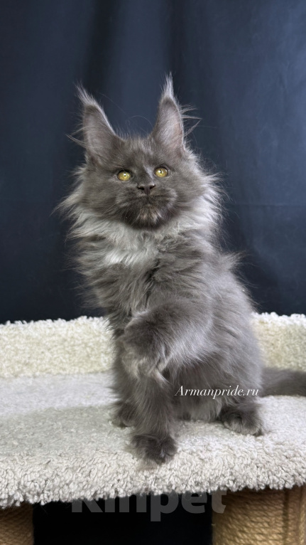 Кошки в Москве: Котенок мейн кун Девочка, 30 000 руб. - фото 2