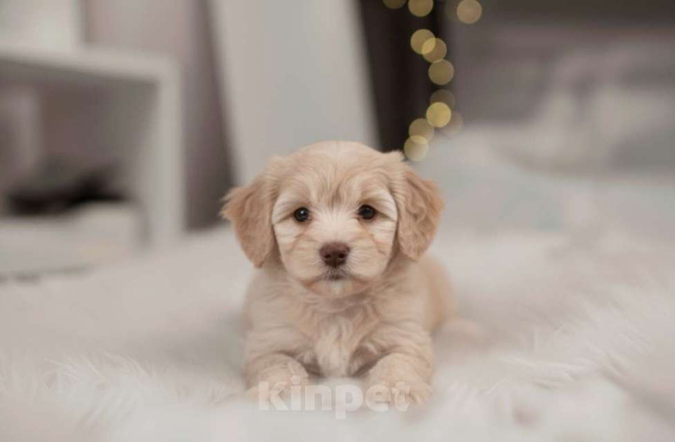 Собаки в Москве: Мальтипу F1 премиум мини Девочка, 150 000 руб. - фото 5