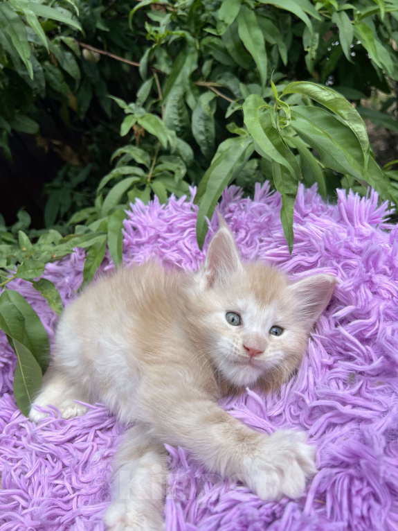 Кошки в Краснодаре: Мейн-кун Мальчик, 60 000 руб. - фото 3