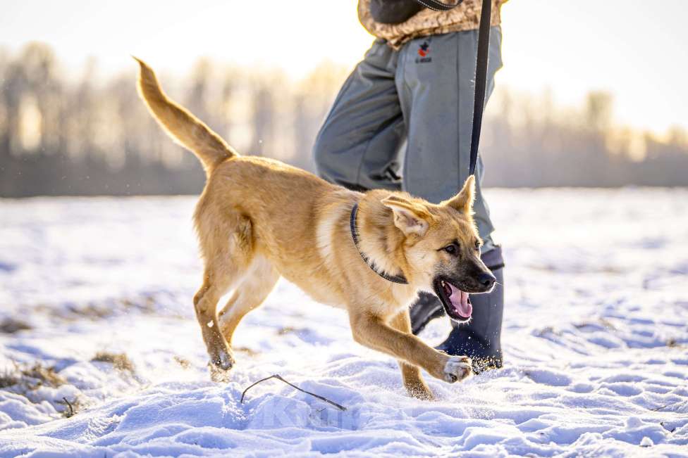 Собаки в Клине: Реджи — шаловливый пёсик Мальчик, Бесплатно - фото 9