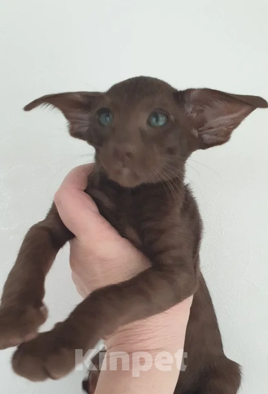 Кошки в Новосибирске: Ориентальный мальчик  Мальчик, Бесплатно - фото 1