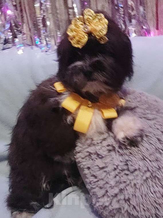 Собаки в Екатеринбурге: Шоко мальтипу Девочка, 70 000 руб. - фото 1