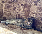 Кошки в Санкт-Петербурге: Вислоухая кошка  Мальчик, 5 000 руб. - фото 4