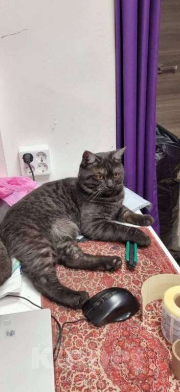 Кошки в других городах Московской области: отдадим мальчика-котика в добрые руки Мальчик, Бесплатно - фото 1