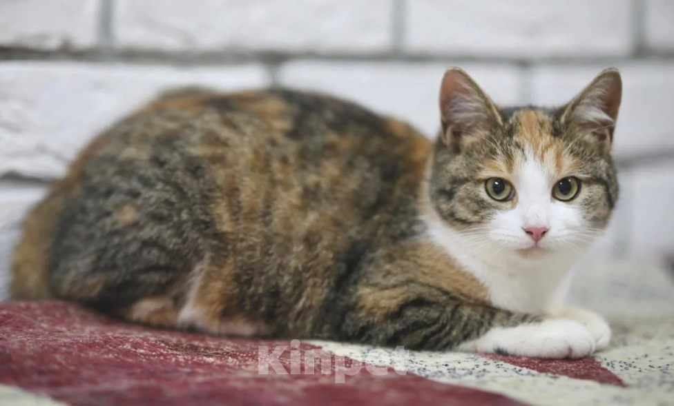 Кошки в Москве: Котенок в добрые руки Девочка, Бесплатно - фото 4