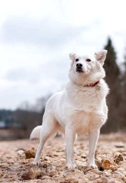 Собаки в Москве: Прекрасная домашняя собачка Шарлотта в дар Девочка, 1 руб. - фото 3