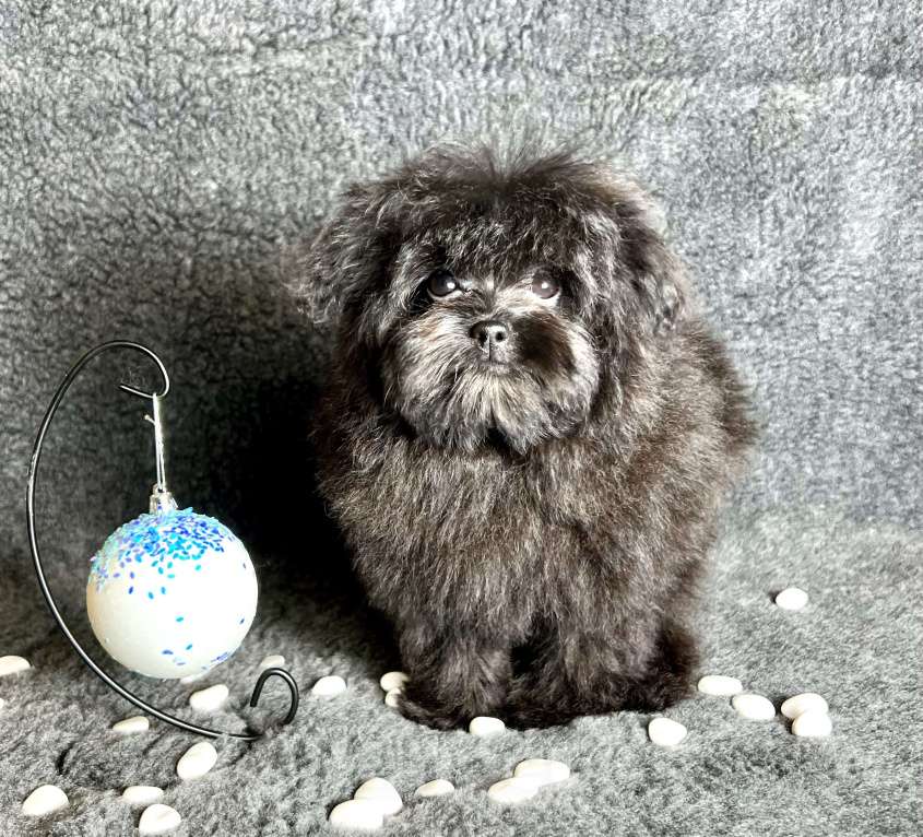 Собаки в Москве: Помапу девочка чёрная  Девочка, 50 000 руб. - фото 8