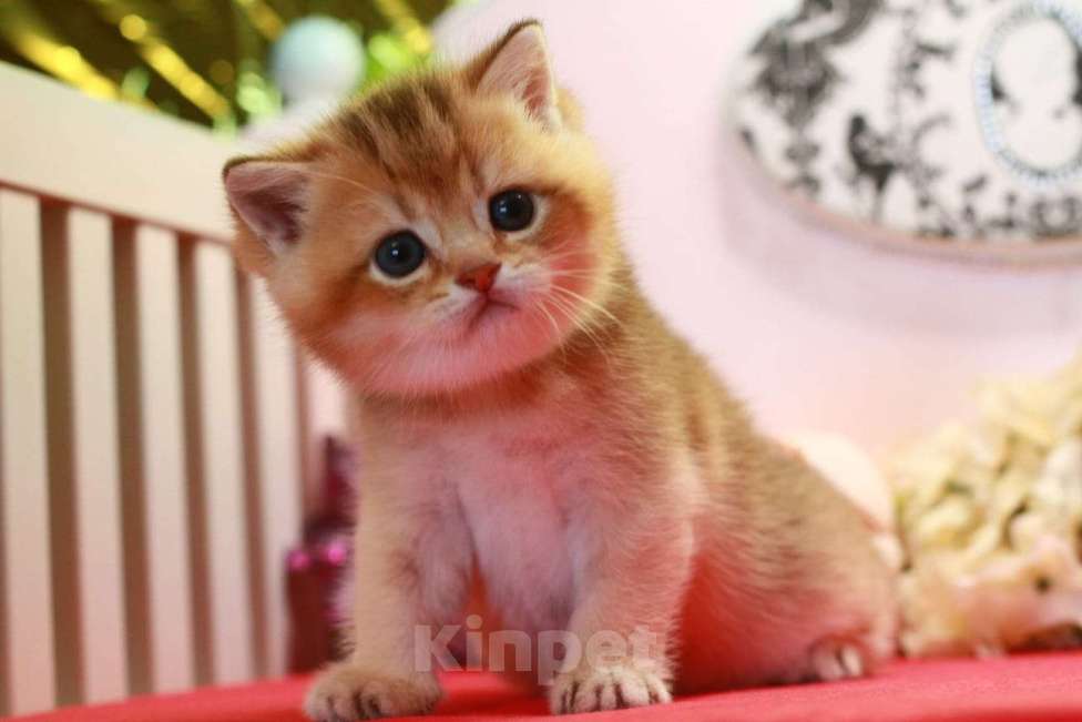 Кошки в Москве: Золотая красотка  Девочка, 30 000 руб. - фото 1