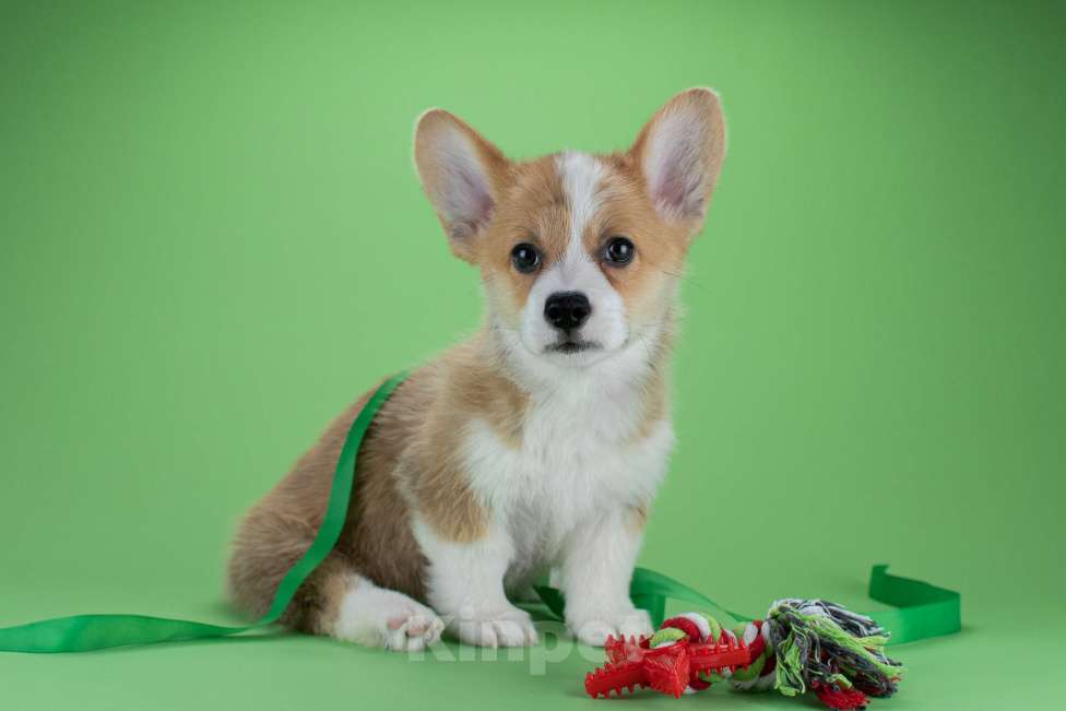 Собаки в Москве: Щенки вельш-корги пемброк Мальчик, 45 000 руб. - фото 9