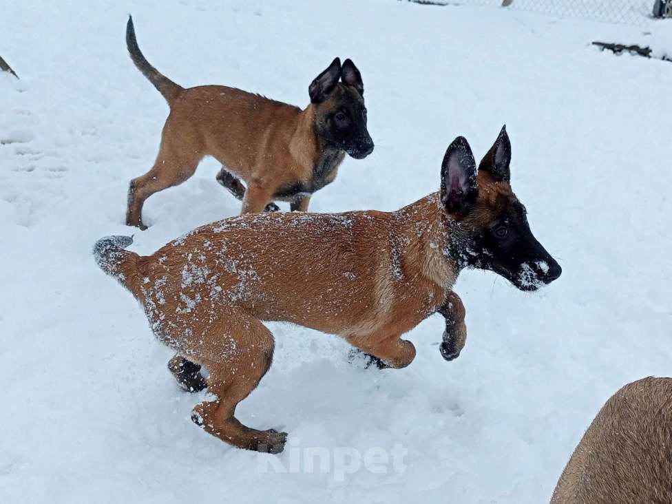 Собаки в Пятигорске: Бельгийская овчарка Малинуа Разнополые, 20 000 руб. - фото 6