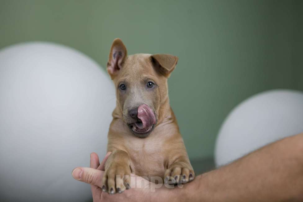 Собаки в Сургуте: Продам щенков Тайского Риджбека Девочка, Бесплатно - фото 4