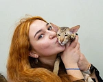 Кошки в Перми: Ориентальный котенок  Мальчик, 65 000 руб. - фото 1