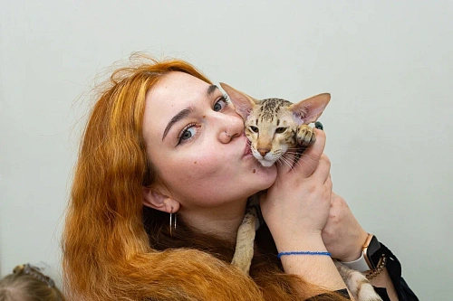 Объявление: Ориентальный котенок , 65 000 руб., Пермь