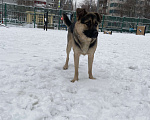Собаки в Москве: В добрые руки Мальчик, Бесплатно - фото 8