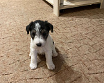Собаки в Белорецке: Жесткошёрстный фокстерьер Девочка, 6 000 руб. - фото 3