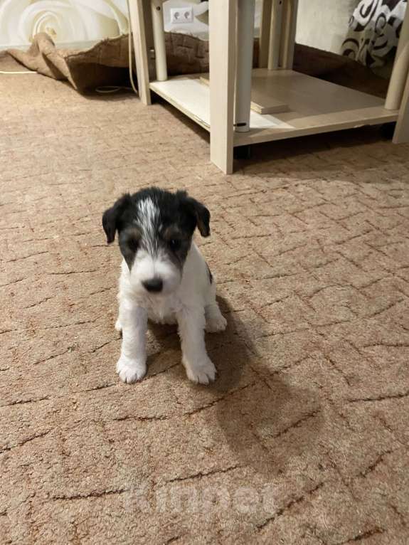 Собаки в Белорецке: Жесткошёрстный фокстерьер Девочка, 6 000 руб. - фото 3