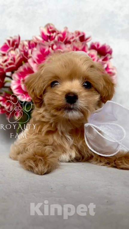 Собаки в Тольятти: Мини мальчик мальтипу F1 Royalty Fam Lovelace Мальчик, Бесплатно - фото 6