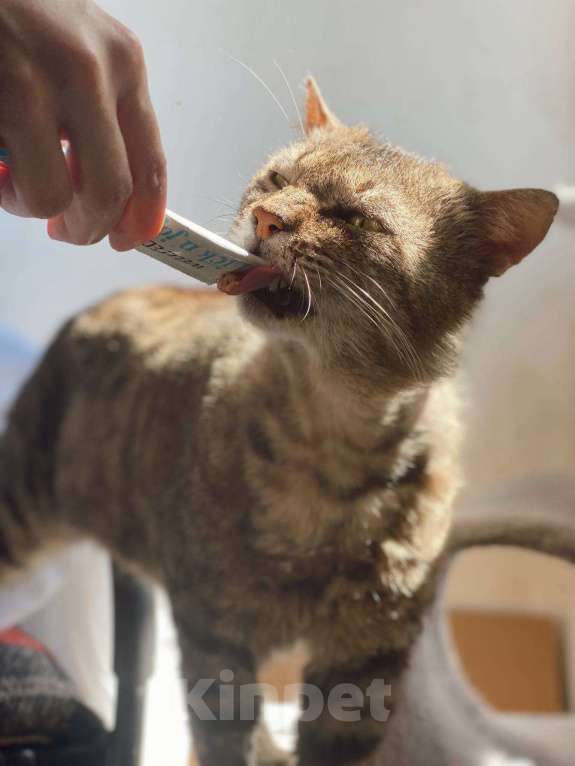 Кошки в Москве: Одинокий котик Тристан ищет семью Мальчик, Бесплатно - фото 4