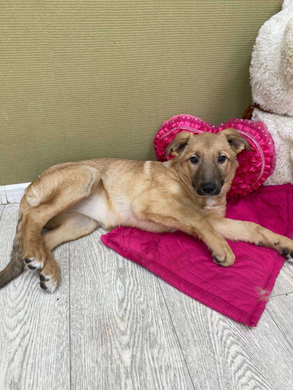 Собаки в Москве: Щенки бесплатно в Москве Девочка, Бесплатно - фото 3