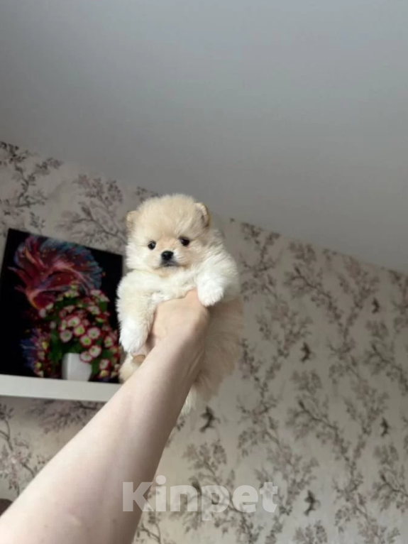 Собаки в Москве: Девочки Девочка, 27 000 руб. - фото 2