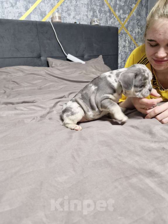 Собаки в других городах Московской области: Королева красоты Девочка, 100 000 руб. - фото 4