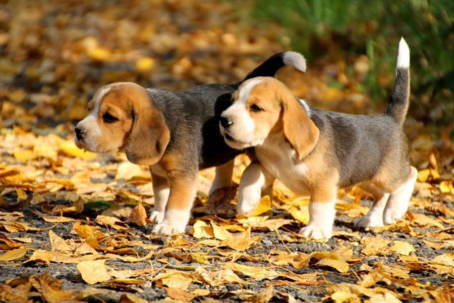 Собаки в Москве: Щенки бигля мальчики и девочки Мальчик, 80 000 руб. - фото 2