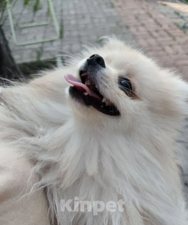 Собаки в Самаре: Щенки шпица мальчики Мальчик, 30 000 руб. - фото 4