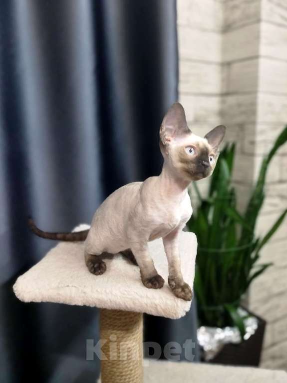 Кошки в Воронеже: Девон Рекс коёнок Девочка, Бесплатно - фото 1