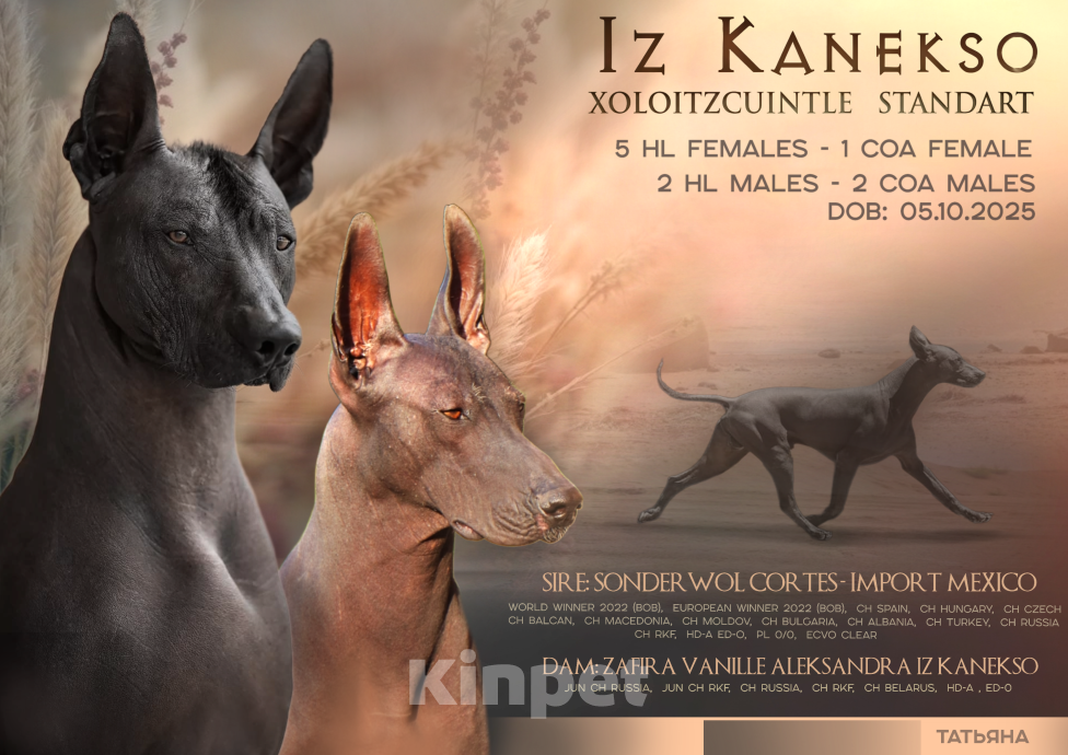 Собаки в Великом Новгороде: Девочки Ксолоитцкуинтли Стандарт  Девочка, 180 000 руб. - фото 7