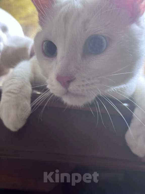 Кошки в Раменском: Ищет дом белоснежный кот по кличке Кай Мальчик, Бесплатно - фото 3