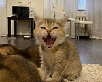 Кошки в Екатеринбурге: Шотландские котята Девочка, 25 000 руб. - фото 3