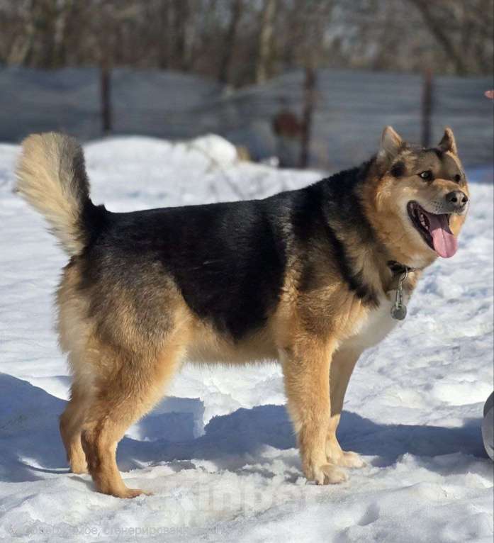 Собаки в Королеве: Джан! Воплощение мужества и харизмы! Мальчик, Бесплатно - фото 8