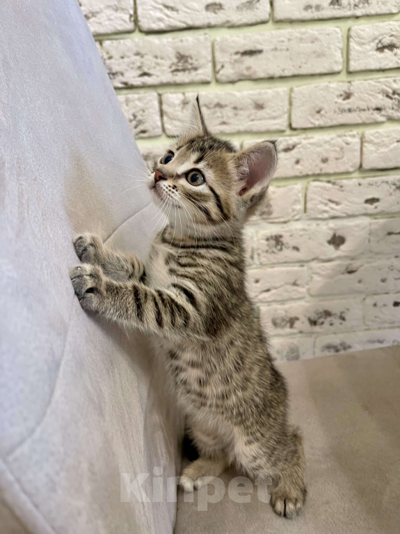 Кошки в других городах Московской области: Котенок шотландский (помесь) Мальчик, 2 000 руб. - фото 6