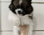 Собаки в Ярославле: Щенок померанского шпица Девочка, 28 000 руб. - фото 3