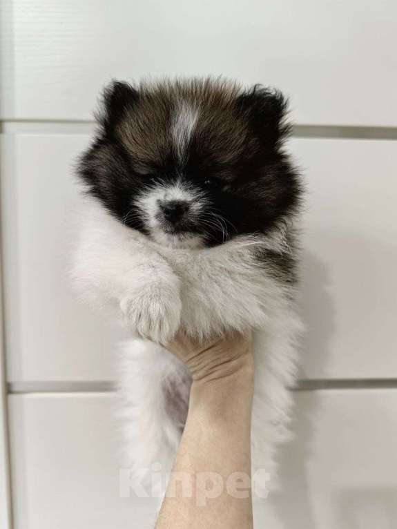Собаки в Ярославле: Щенок померанского шпица Девочка, 28 000 руб. - фото 3