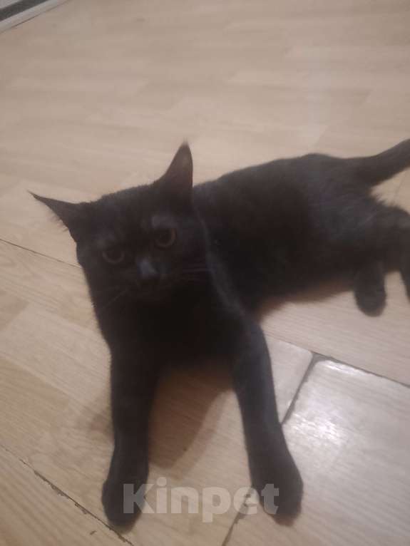 Кошки в Кирове: Объявление одаëм  две кошки и два катëнка в добрые руки Девочка, Бесплатно - фото 8