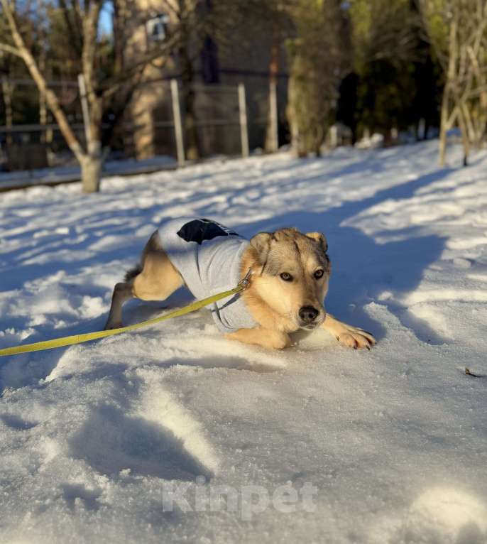 Собаки в других городах Московской области: Пес Грей ищет дом! Девочка, Бесплатно - фото 3