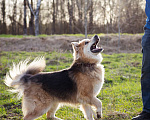 Собаки в Москве: Валли  - слепой пёсик в добрые руки Мальчик, Бесплатно - фото 8