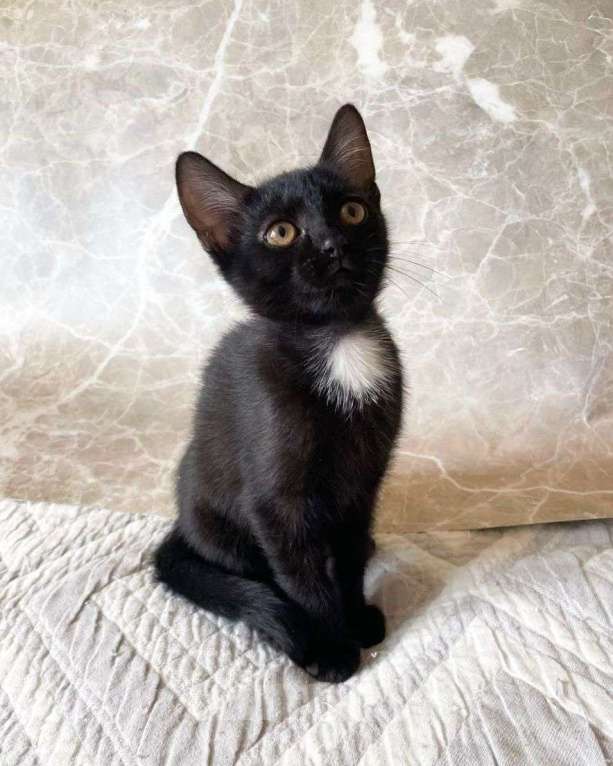 Кошки в Москве: Маленькая Клякса ищет дом Девочка, Бесплатно - фото 2