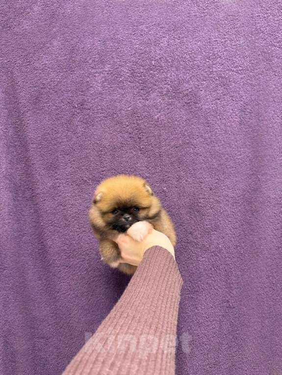 Собаки в Москве: Милая малышка Девочка, 30 000 руб. - фото 1