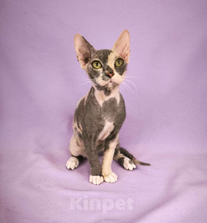 Кошки в Москве: девочка украинский левкой страйт Девочка, Бесплатно - фото 3