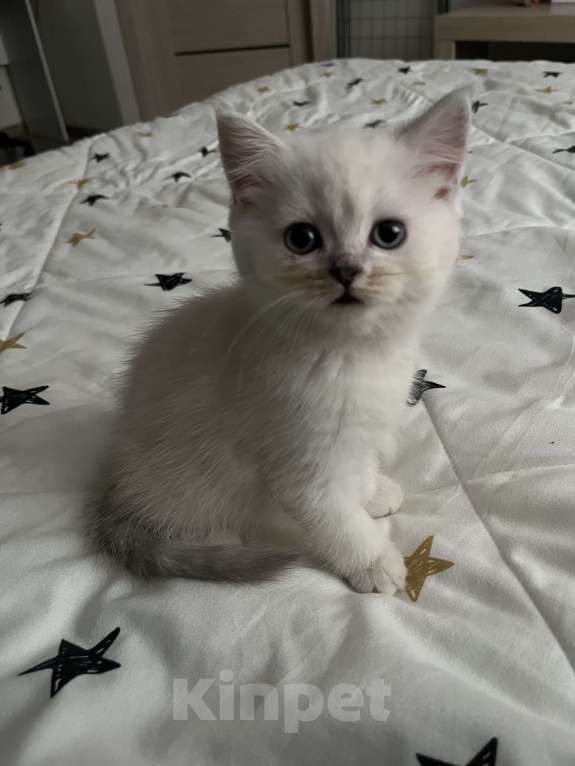 Кошки в Ставрополе: Котенок в добрые руки! Девочка, Бесплатно - фото 2