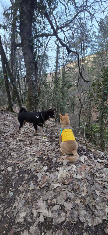 Собаки в Севастополе: Щенок Сиба ину Мальчик, 45 000 руб. - фото 6