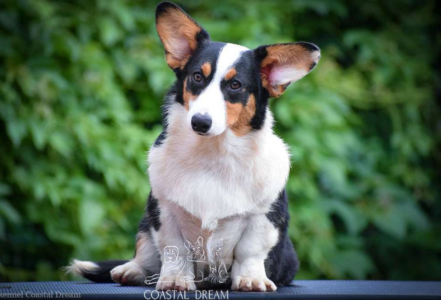 Собаки в Москве: Вельш корги кардиган (девочка) Девочка, 30 000 руб. - фото 2